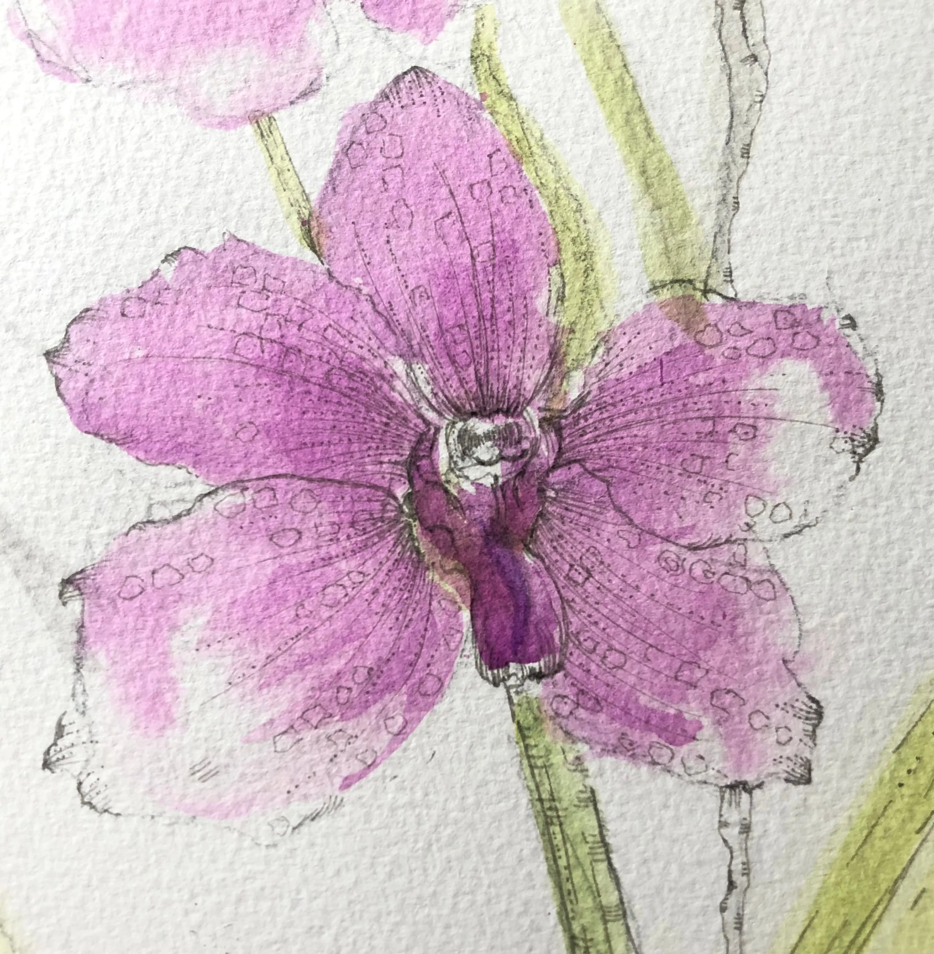 Vanda Orchids Ink Painting